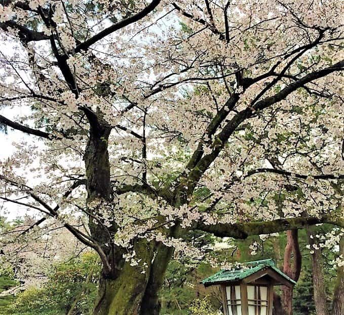 Kenrokuen Garden 