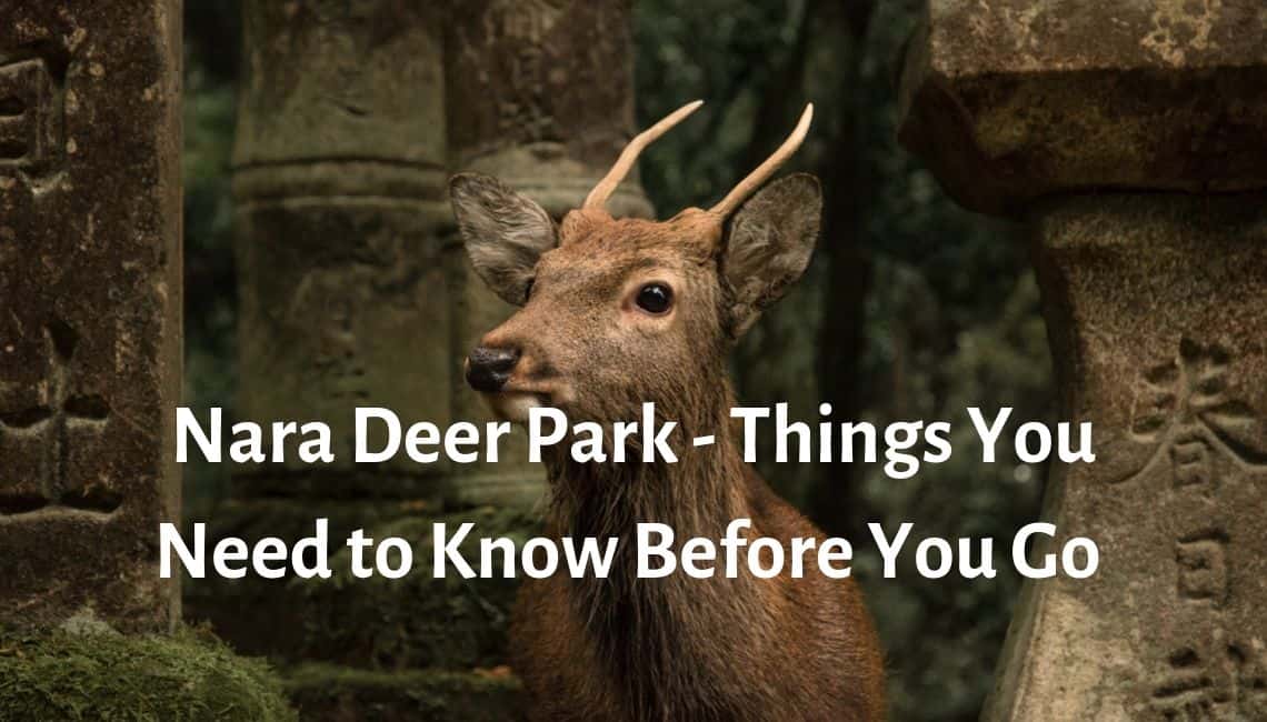 Nara Deer Park 