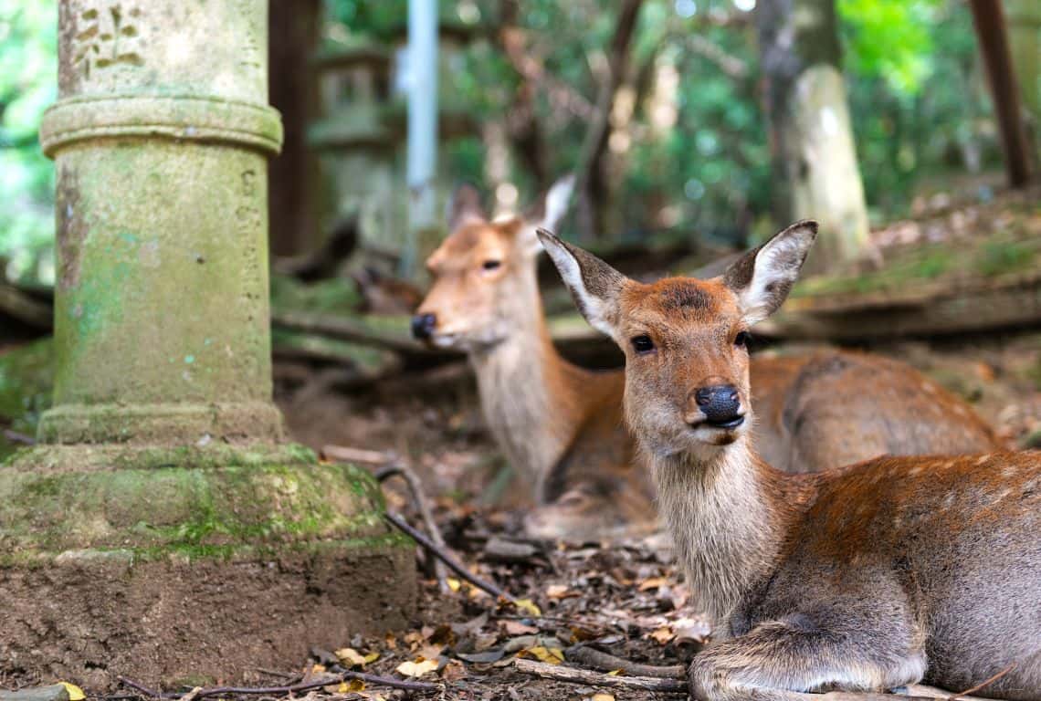 Kasuga Taisha Shrine in Nara