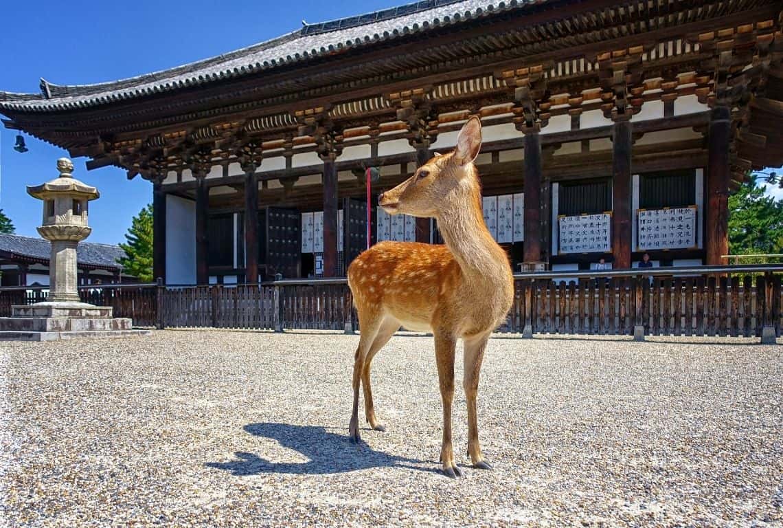 Kofukuji Temple in Nara