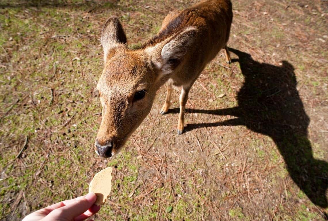 Nara Deer Park