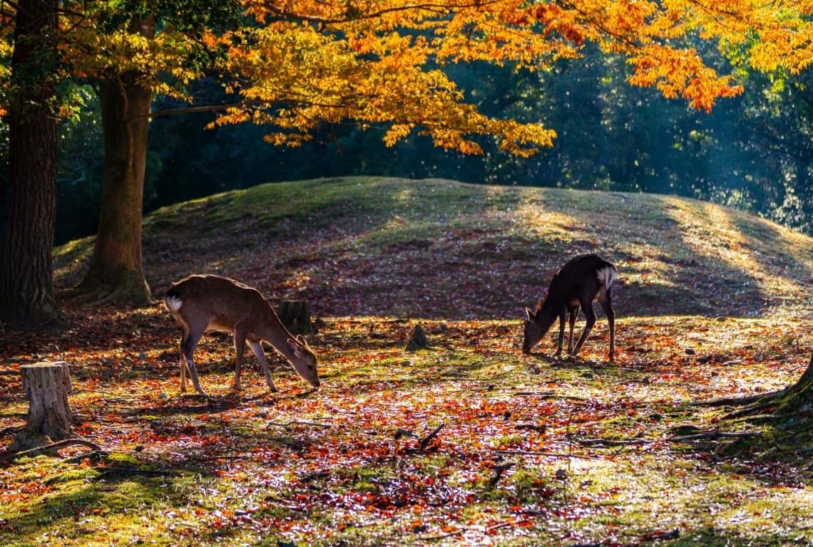 Nara Deer Park