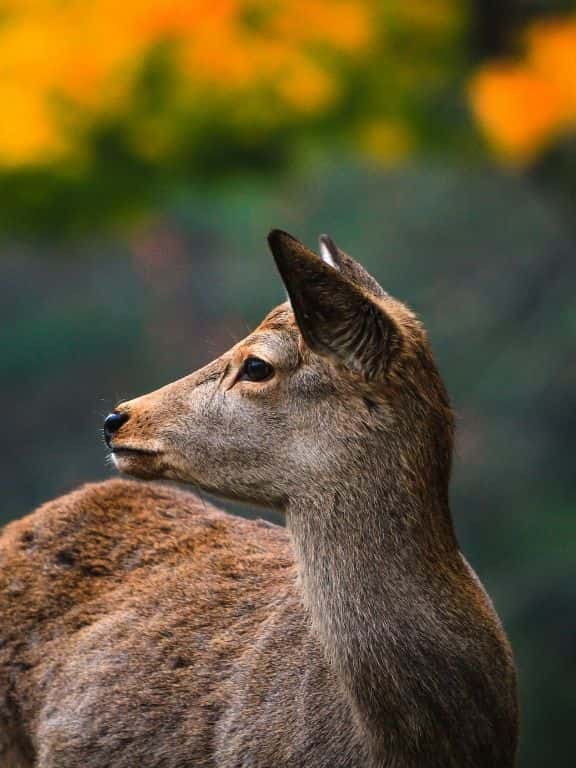 Nara Deer Park