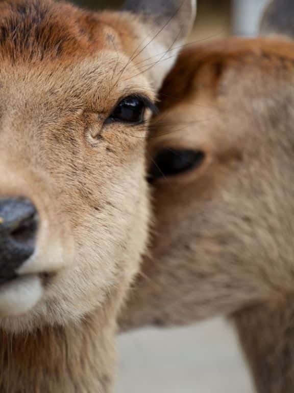 Nara Deer Park