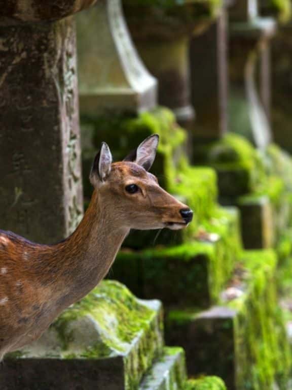 One Day in Nara
