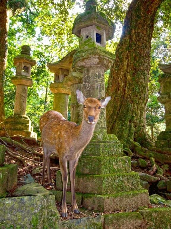 One Day in Nara