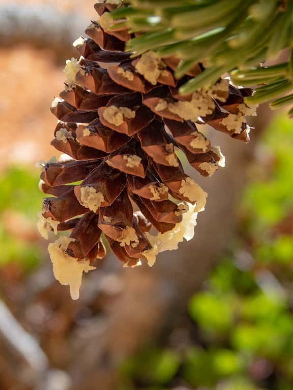 Top Hikes in Bryce Canyon National Park