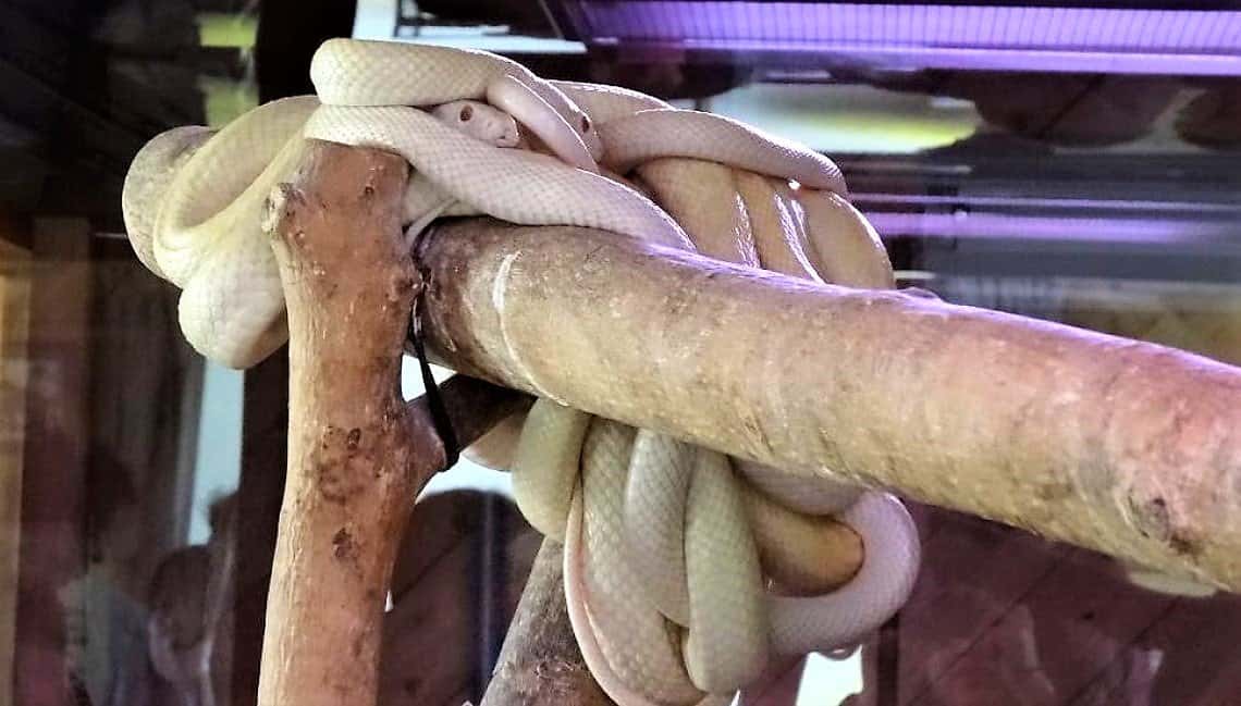 Day Trips from Hiroshima White Snake Museum in Iwakuni