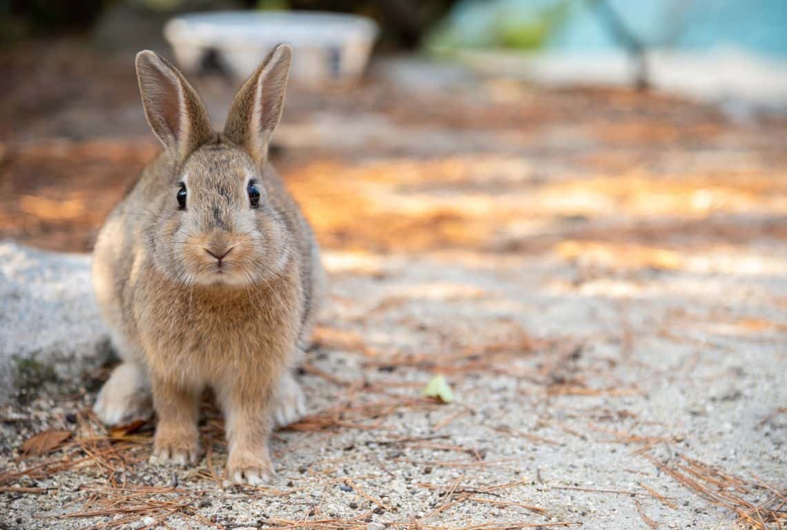 See and Feed the Rabbits on Okunoshima Island