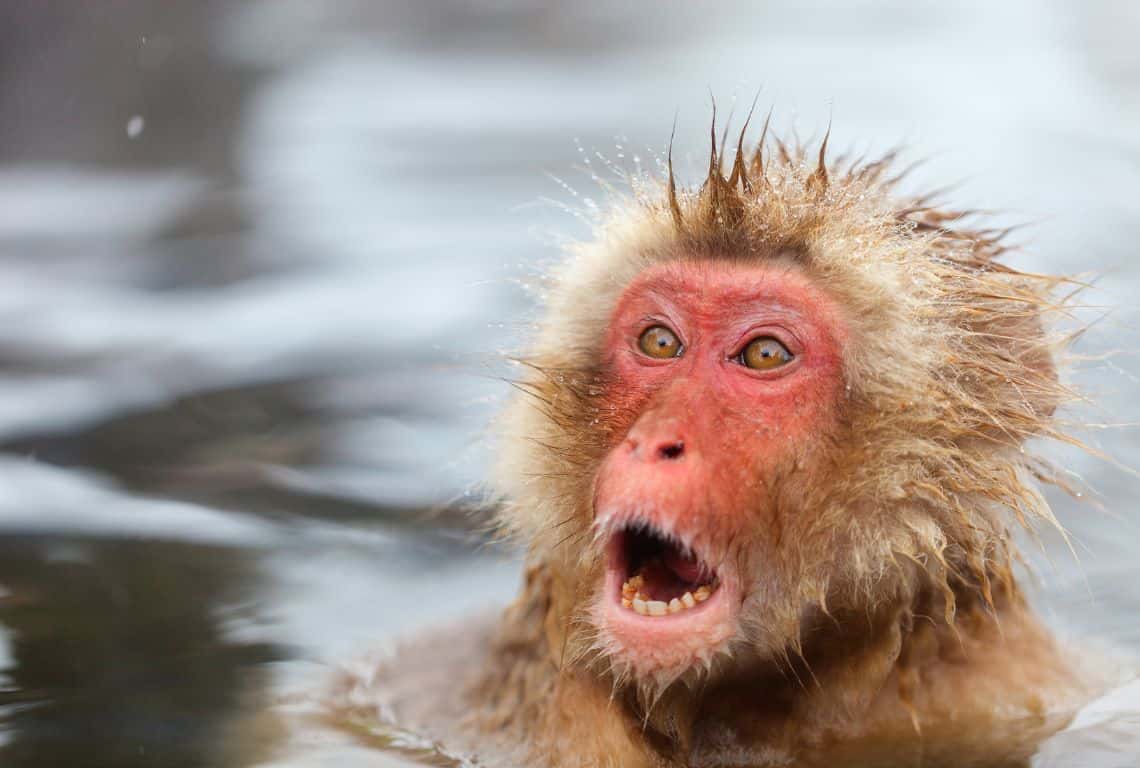 How to See Snow Monkeys in Japan