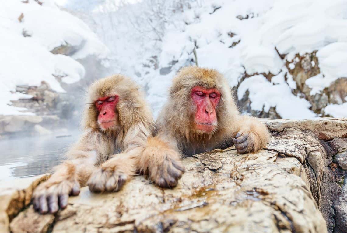 How to See Snow Monkeys in Japan