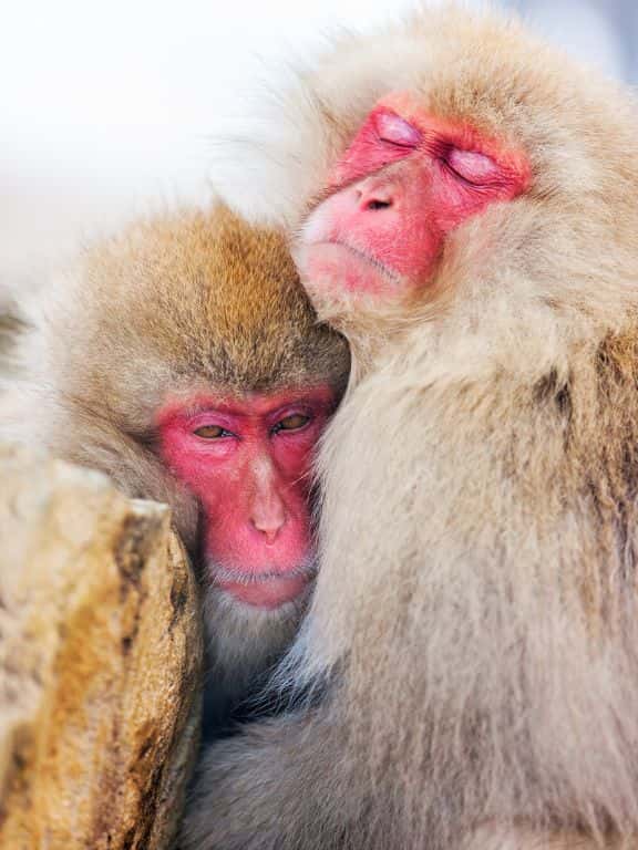 How to See Snow Monkeys in Japan