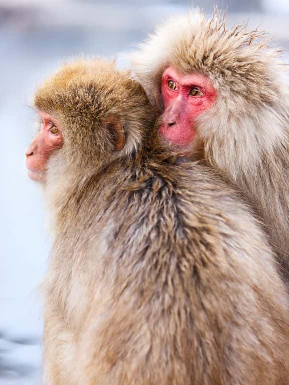 How to See Snow Monkeys in Japan