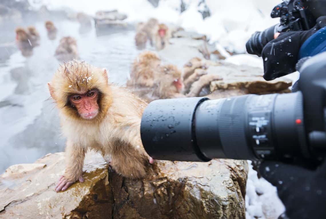 How to See Snow Monkeys in Japan