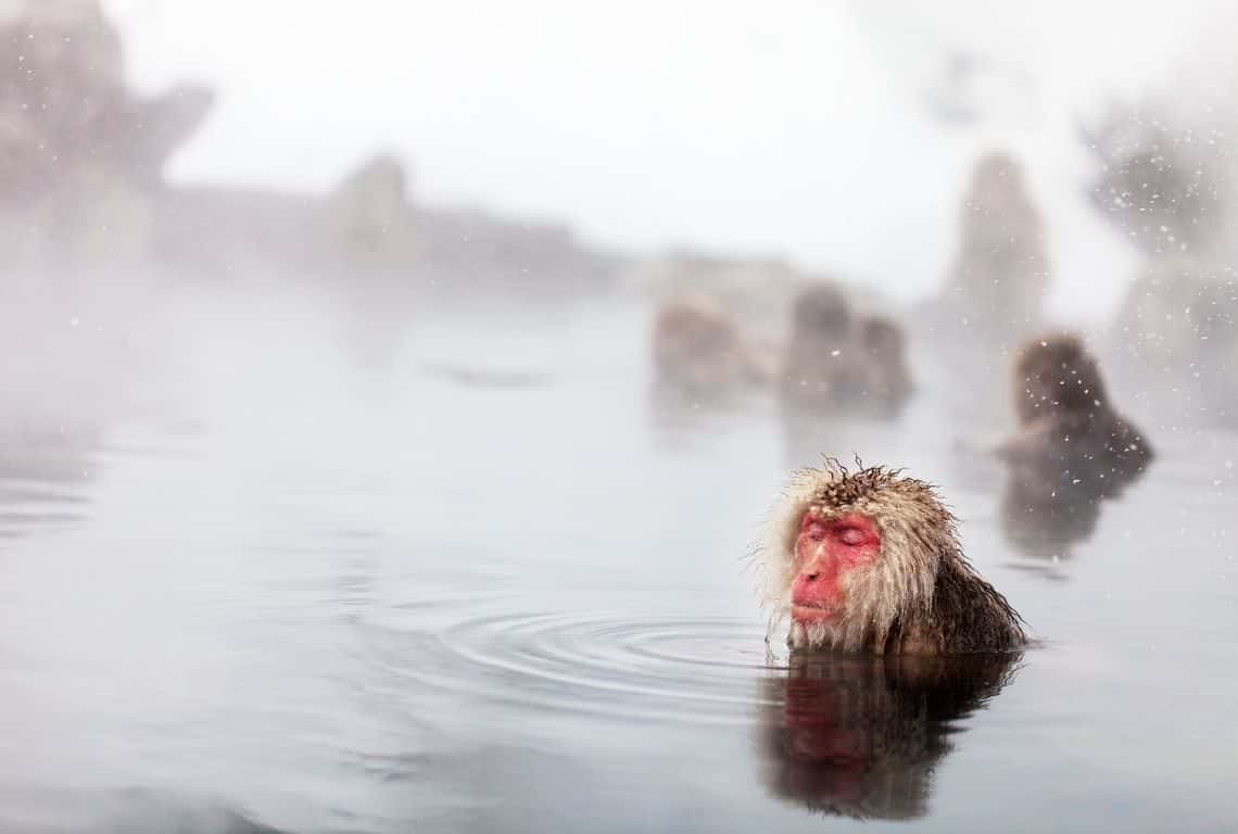 How to See Snow Monkeys in Japan