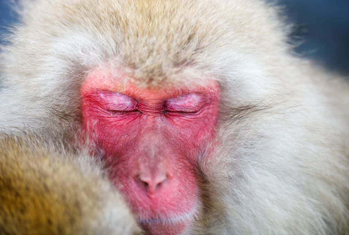 How to See Snow Monkeys in Japan