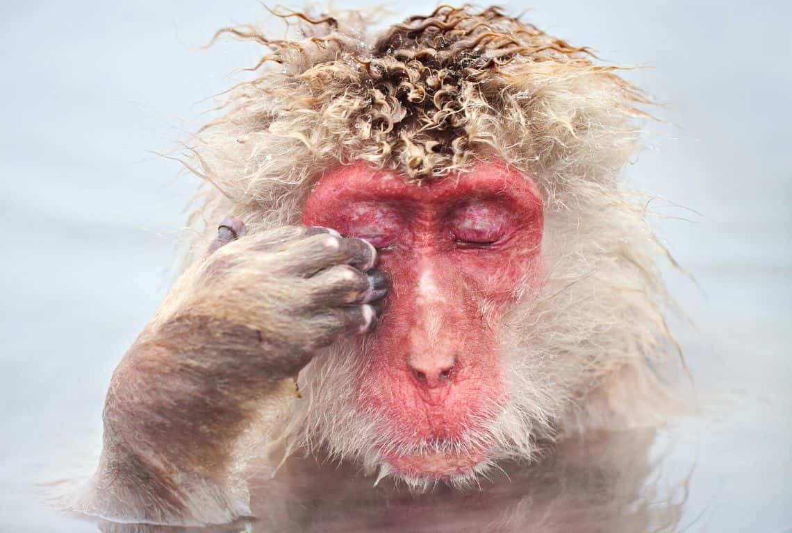 How to See Snow Monkeys in Japan