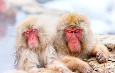 How to See Snow Monkeys in Japan