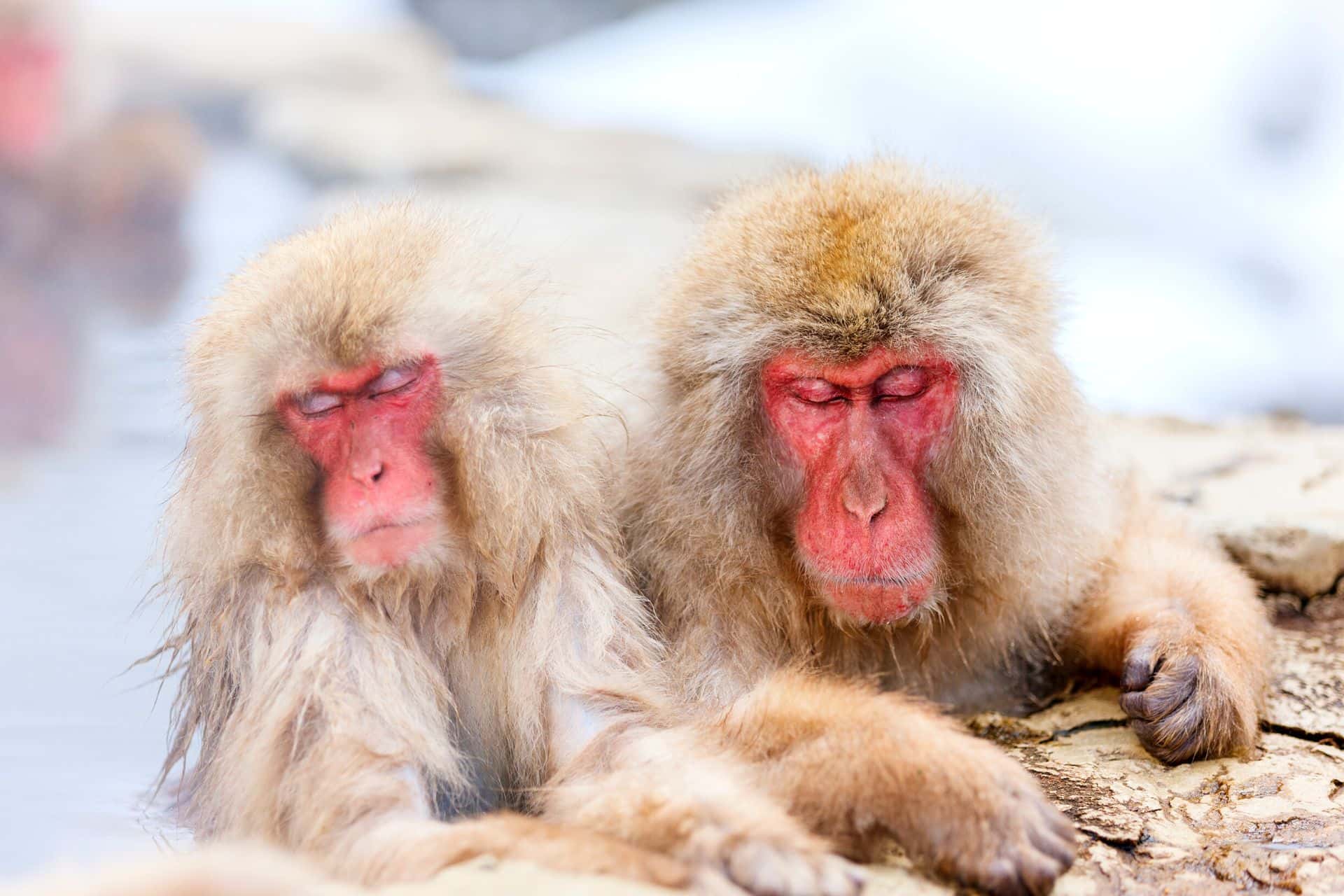 How to See Snow Monkeys in Japan