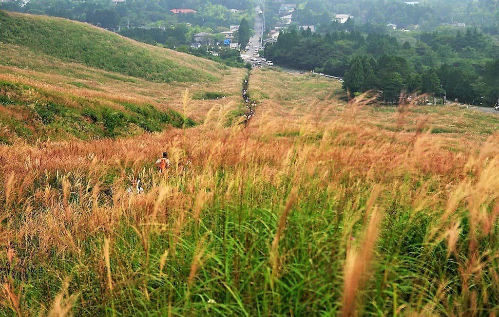 Pampas Grass at Sengokuhara