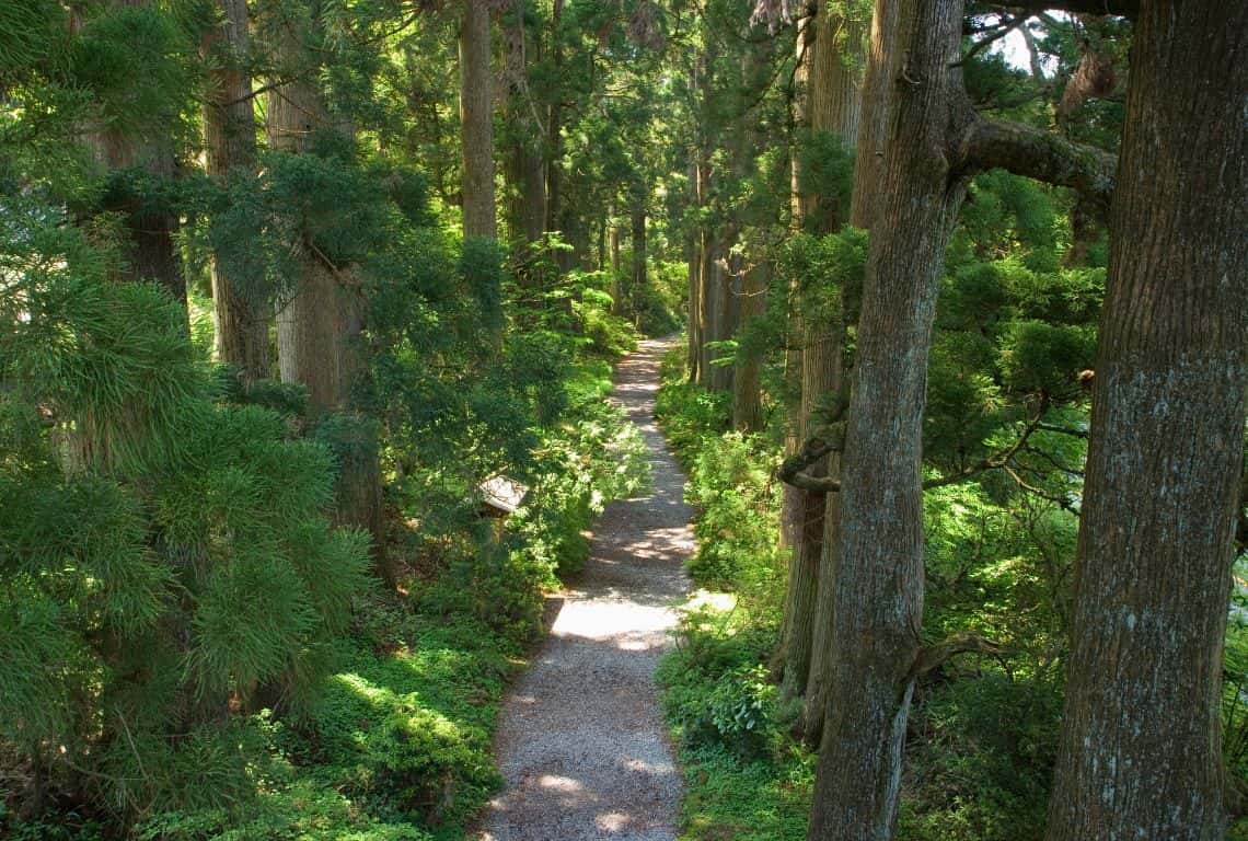 Ancient Cedar Avenue in Hakone