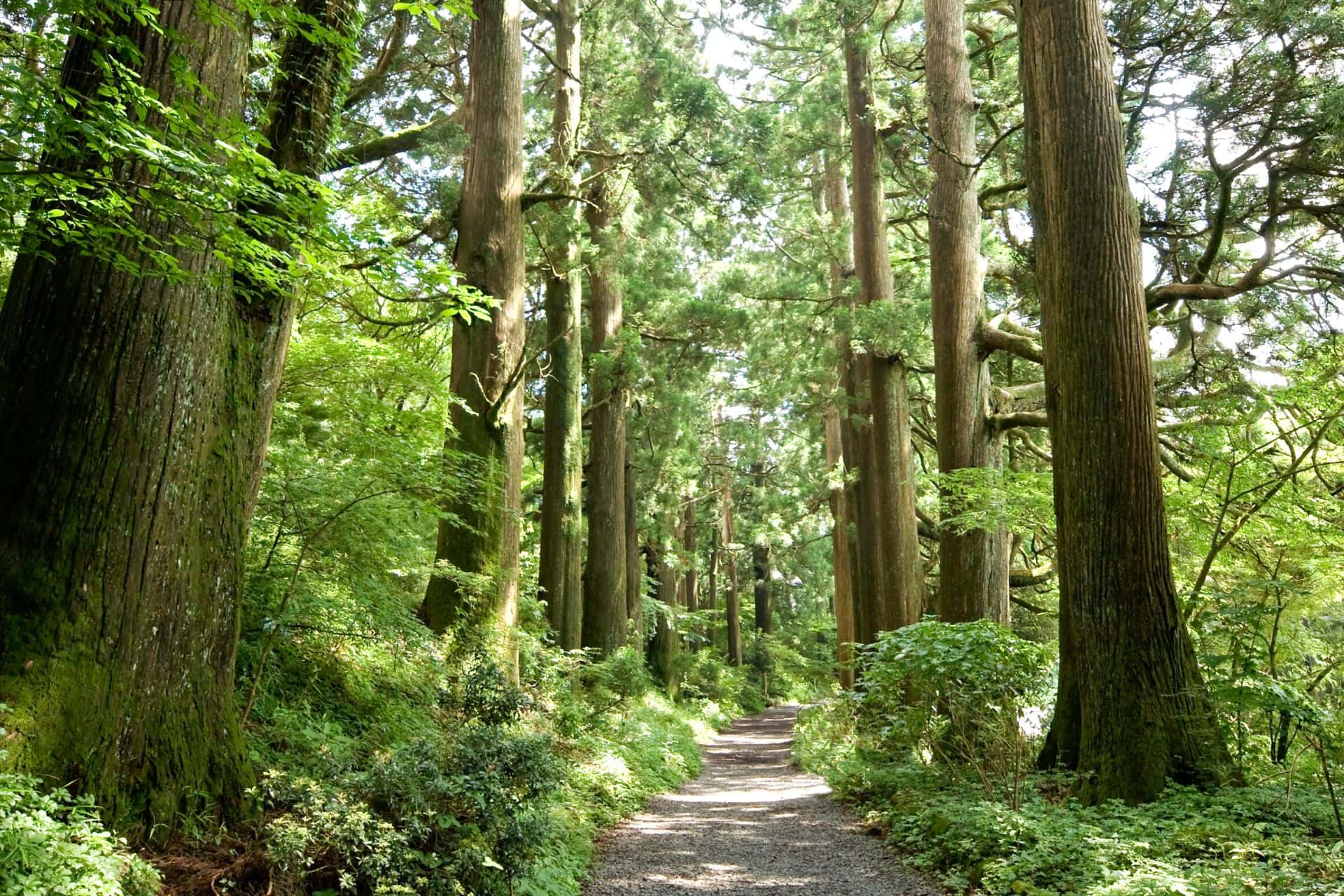 Ancient Cedar Avenue in Hakone