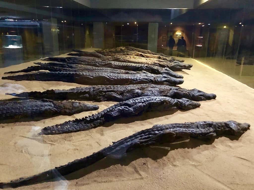 Visit the crocodile mummy museum in kom ombo