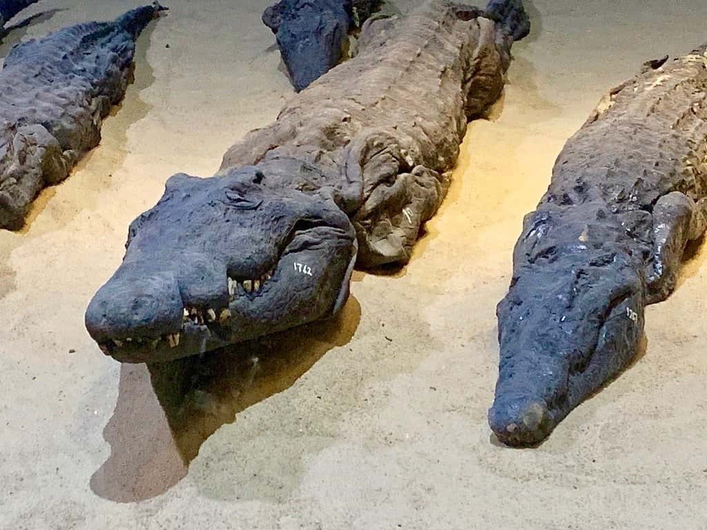 Crocodile Mummy Museum Kom Ombo