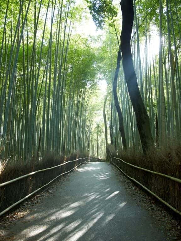 Arashiyama Bamboo Grove