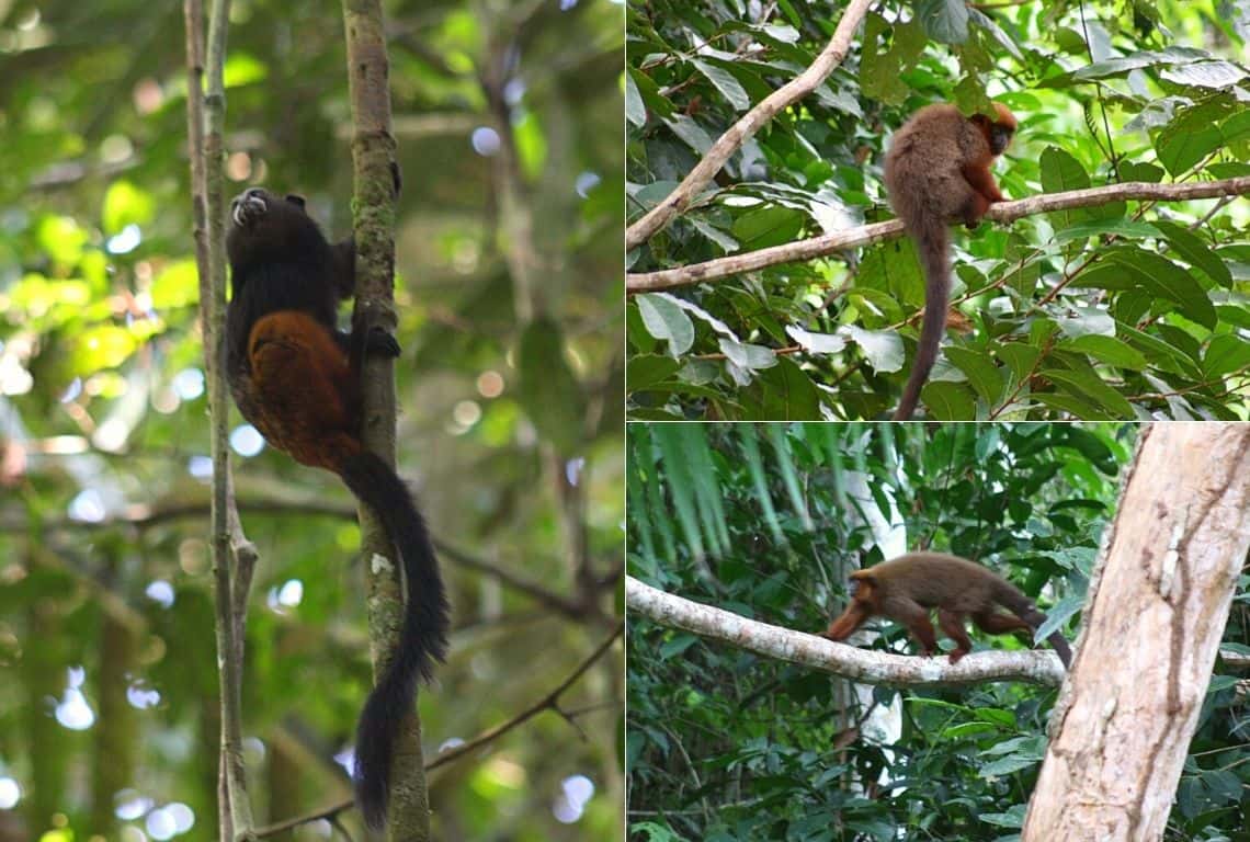 Peruvian Amazon Rainforest 3-Day Itinerary