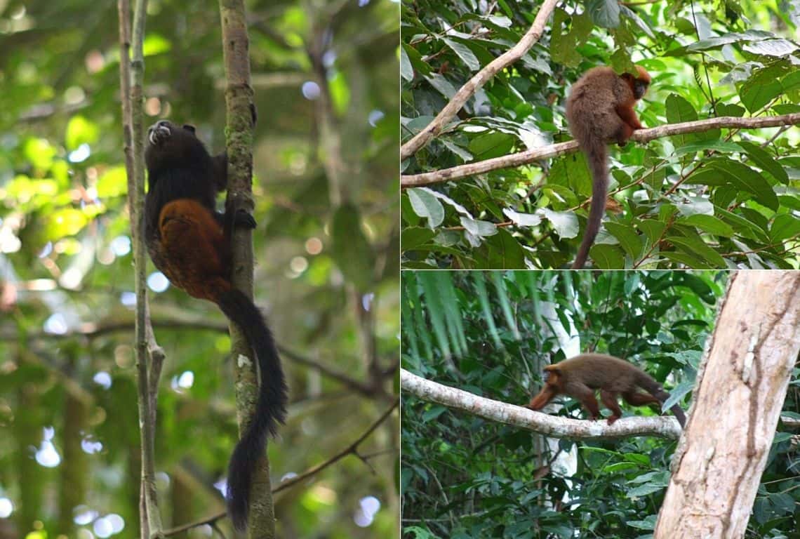 Peruvian Amazon Rainforest 3-Day Itinerary