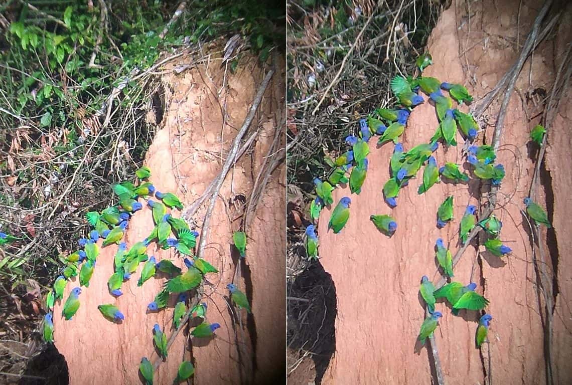 Peruvian Amazon Rainforest