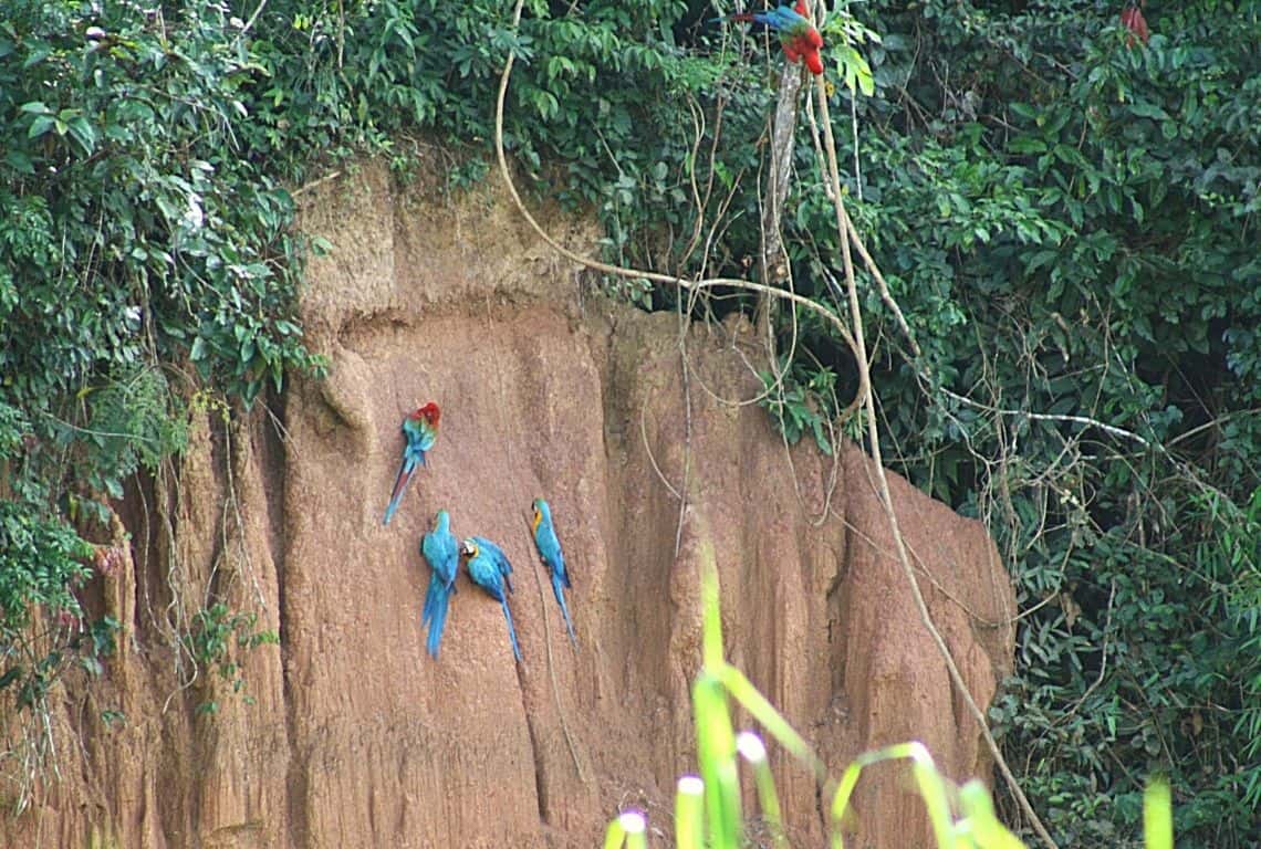 Peruvian Amazon Rainforest