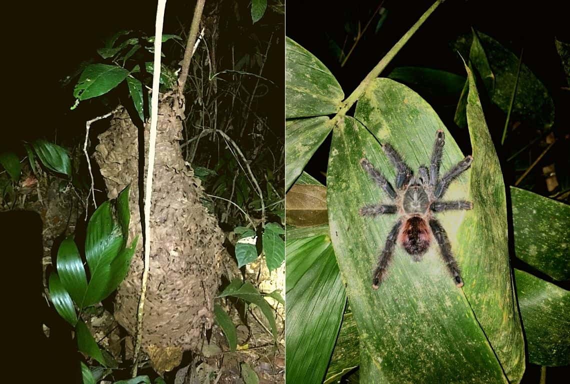 Peruvian Amazon Rainforest 3-Day Itinerary
