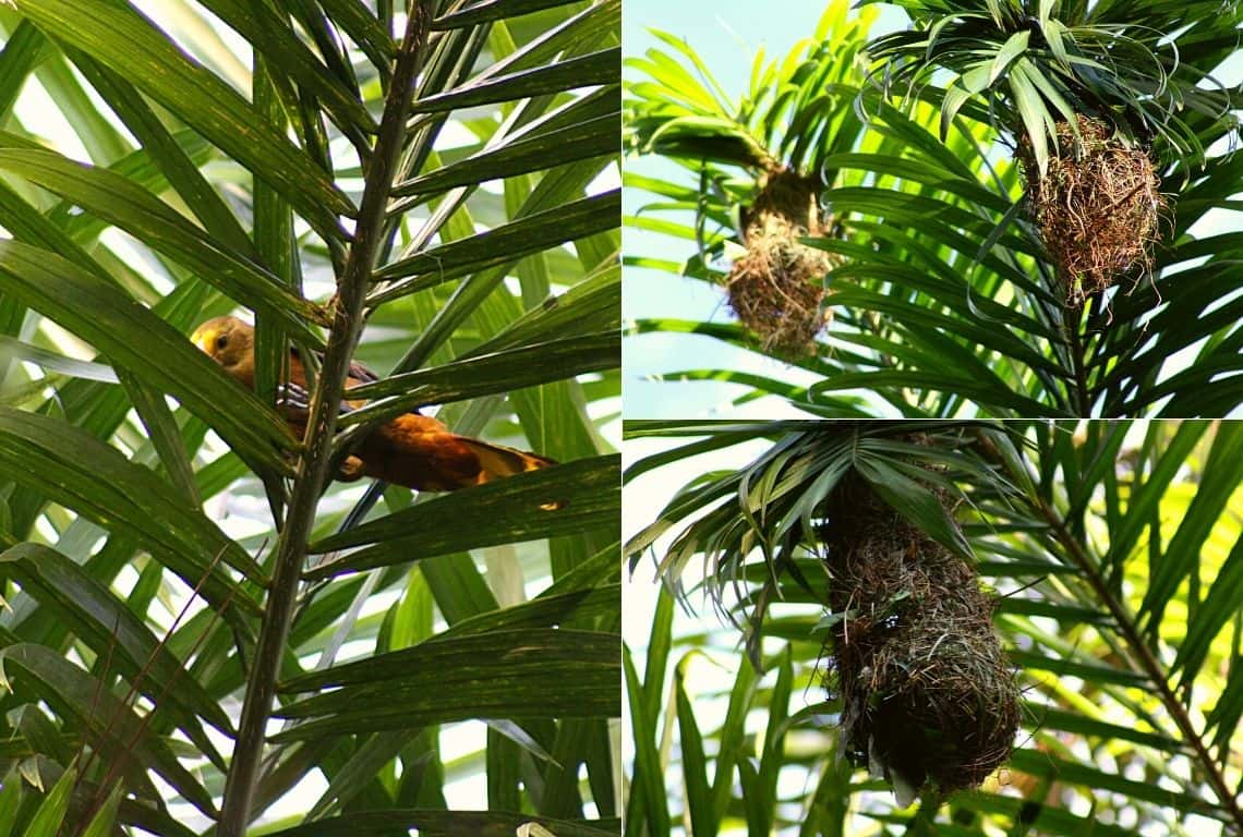 Peruvian Amazon Rainforest 3-Day Itinerary