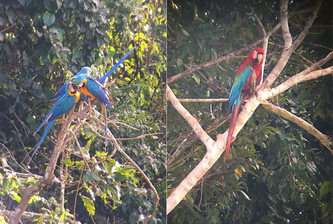 Peruvian Amazon Rainforest