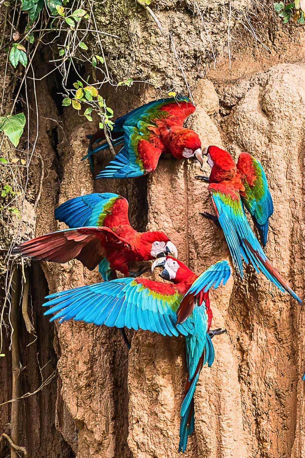 Chunchi Macaw Clay Lick