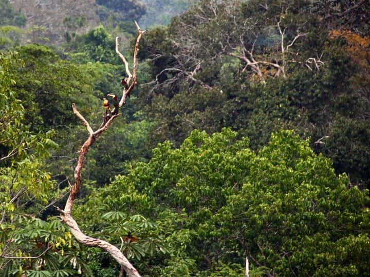 Amazon, Peru