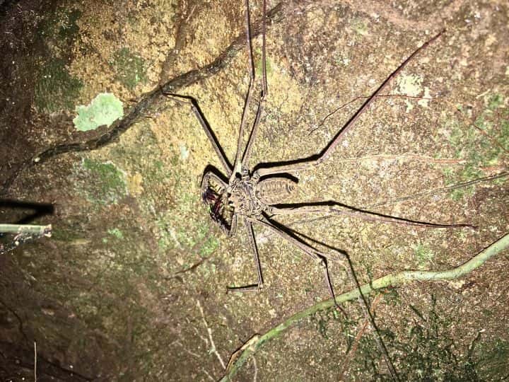 Amazon, Peru