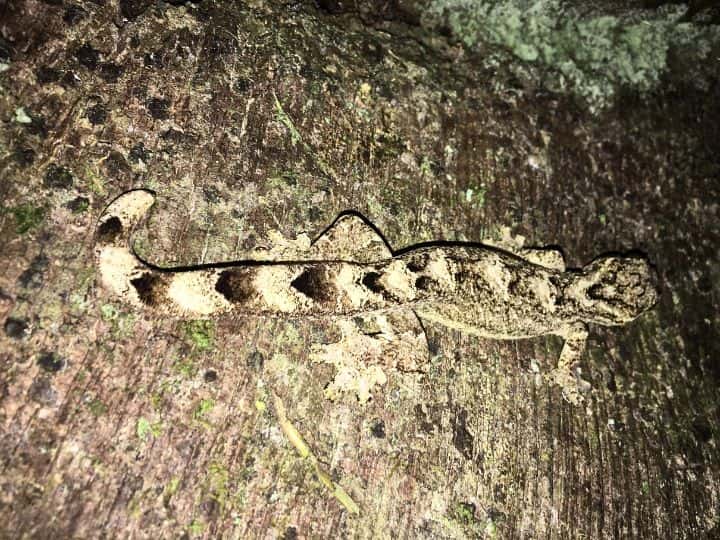 Amazon, Peru