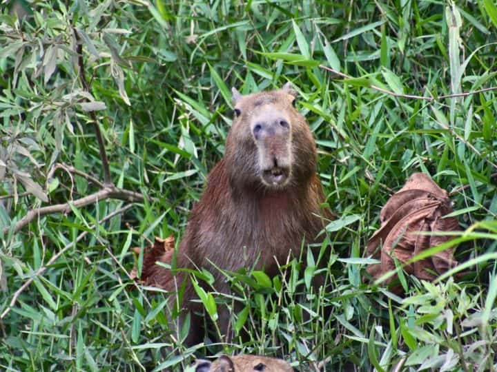 Amazon, Peru