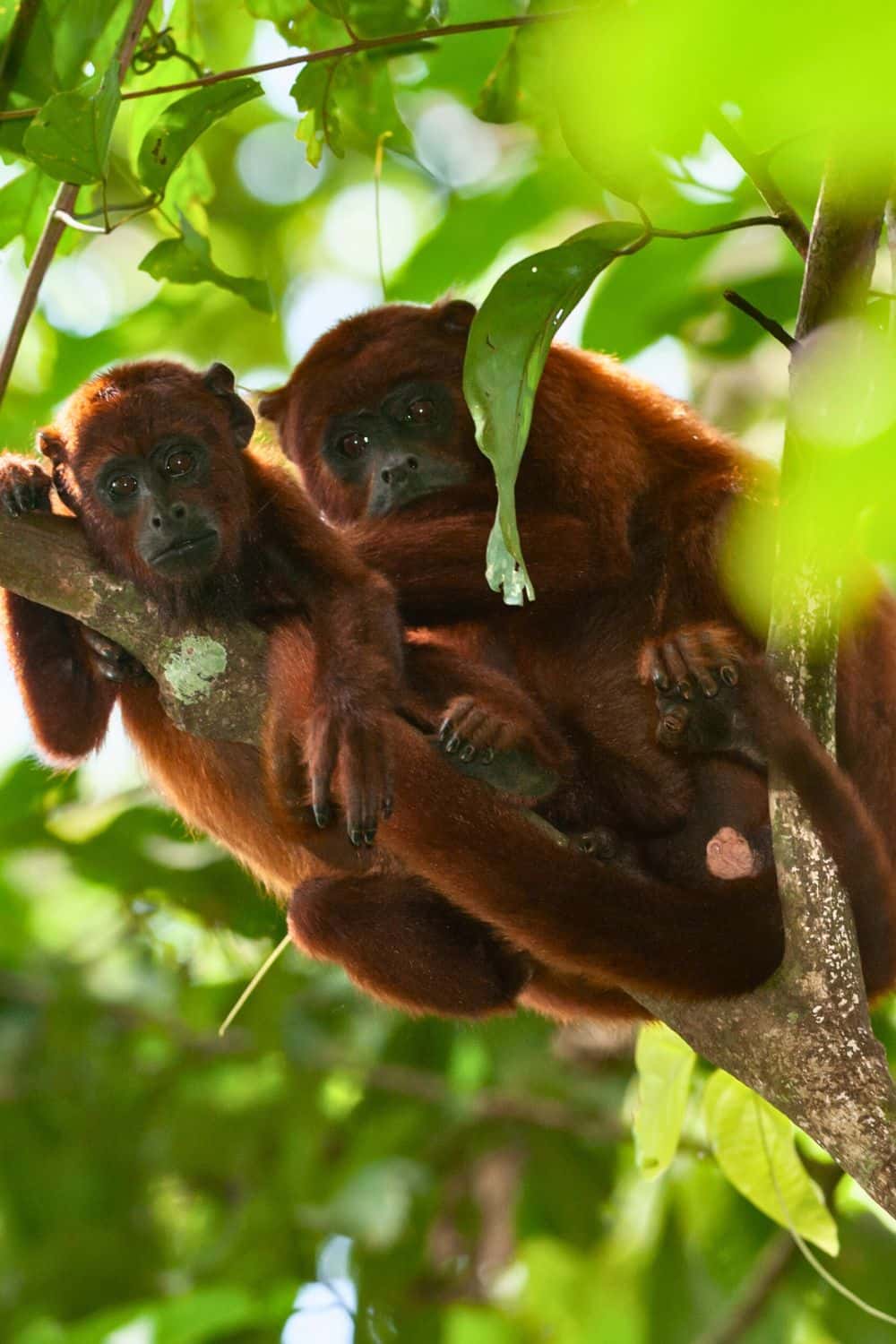 Red Howler Monkey