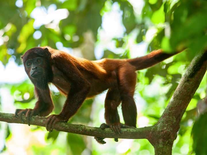 Red Howler Monkey