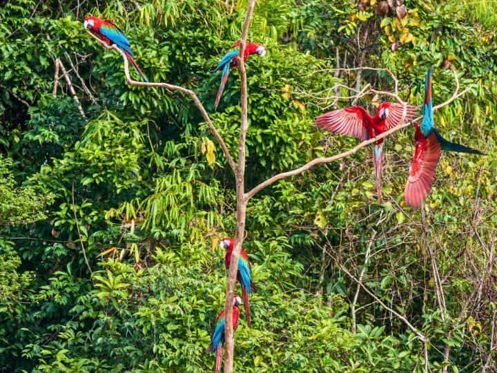 Chunchi Macaw Clay Lick