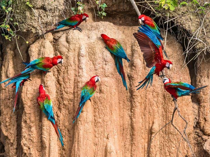 Amazon, Peru