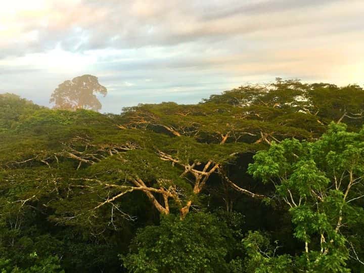 Sunrise Canopy Observation Tower Excursion