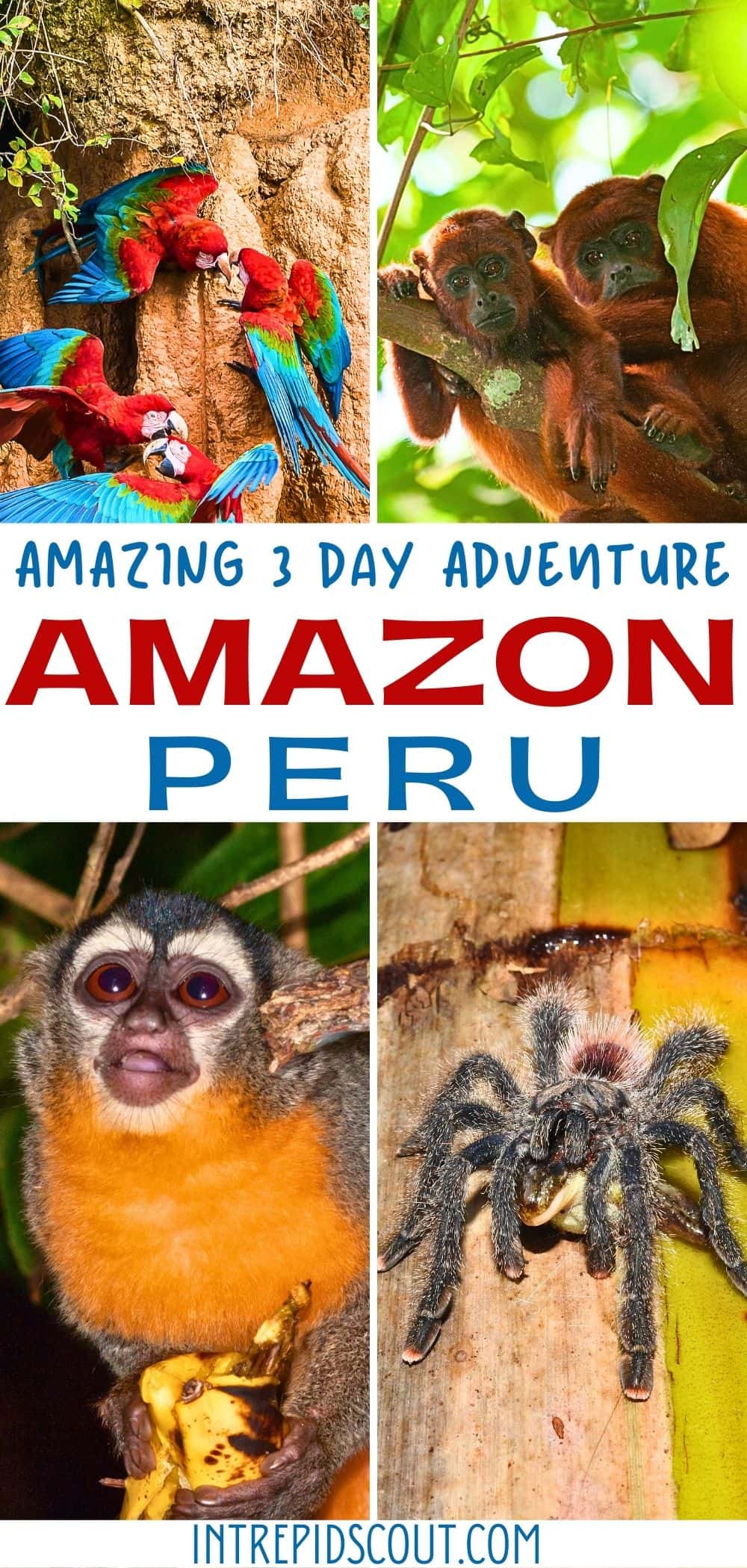 3-Day Adventure in the Amazon, Peru