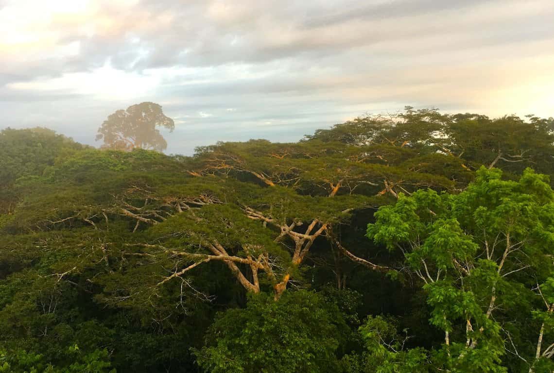 The Peruvian Amazon Rainforest - 3-Day Adventure Itinerary • Intrepid Scout