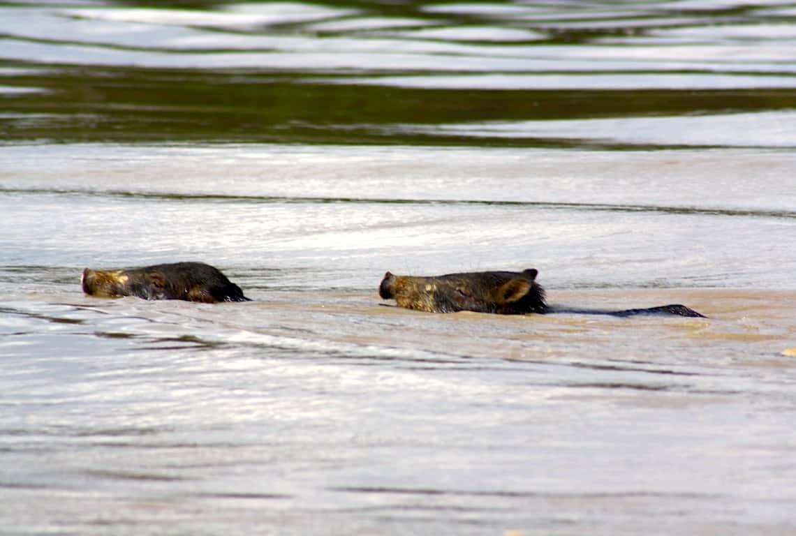 Peruvian Amazon Rainforest 3-Day Itinerary
