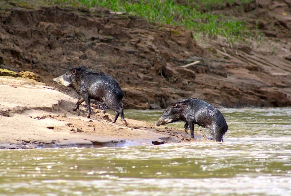 Peruvian Amazon Rainforest 3-Day Itinerary